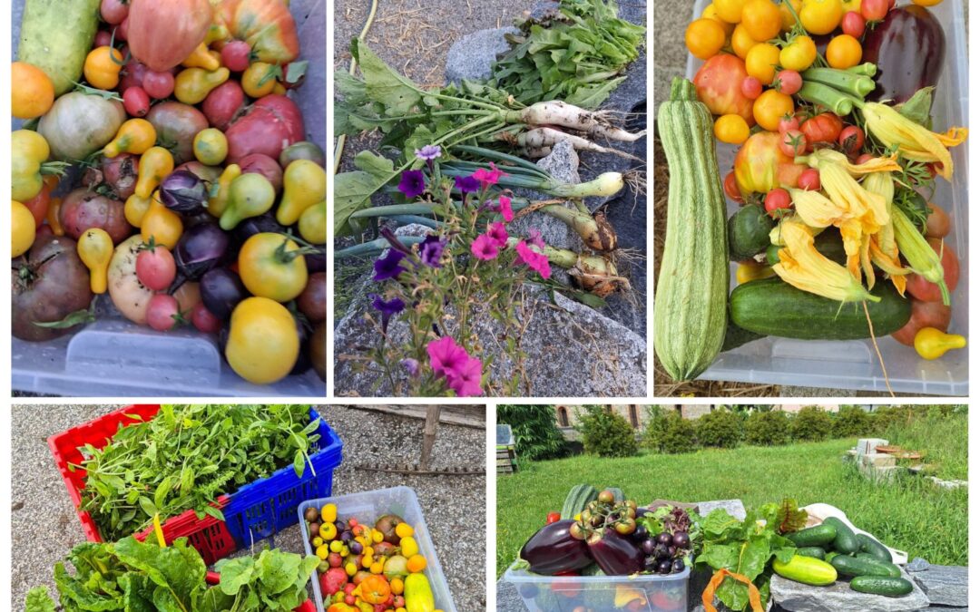 Un ricco orto e tanto altro allo Spazio VIVAC6!