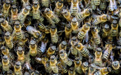 Assemblea annuale Ci SEI